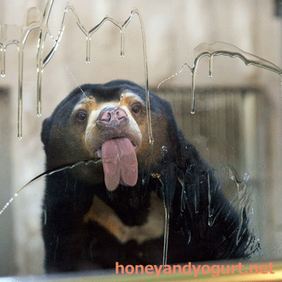 東山動植物園 マレーグマ マー子