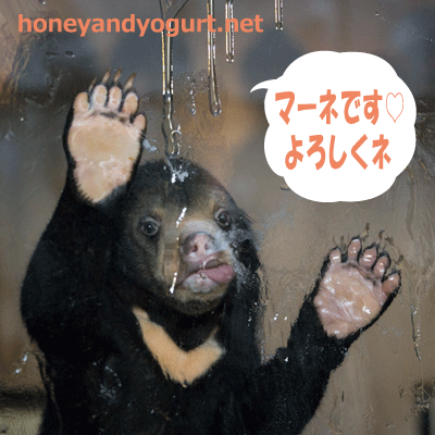 東山動植物園 マレーグマ マーネ