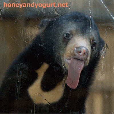 東山動植物園 マレーグマ マーネ