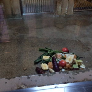 東山動植物園　マレーグマ舎