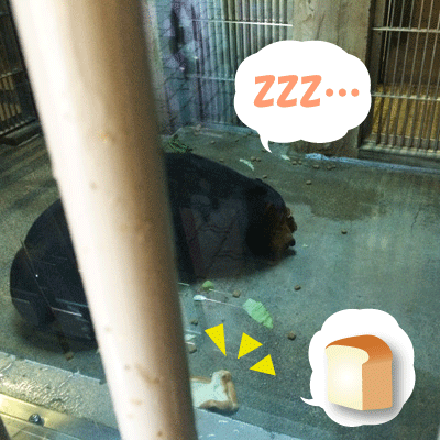 東山動植物園　マレーグマ舎