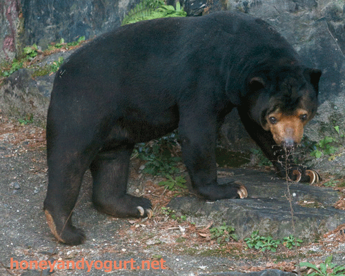 東山動植物園　マレーグマ　マー君
