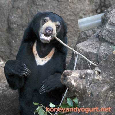 マレーグマ フジ 上野動物園