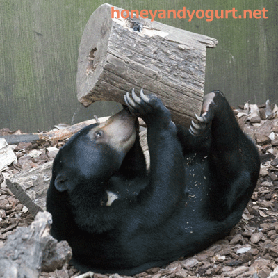 マレーグマ フジ 上野動物園