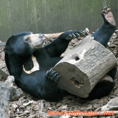 マレーグマ フジ 上野動物園
