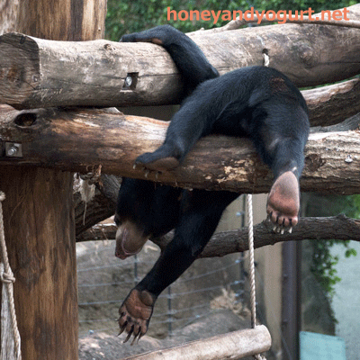 マレーグマ フジ 上野動物園