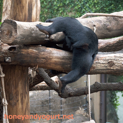 マレーグマ フジ 上野動物園