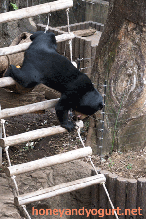 マレーグマ フジ 上野動物園