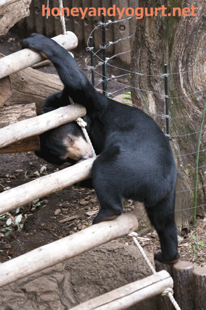 マレーグマ フジ 上野動物園