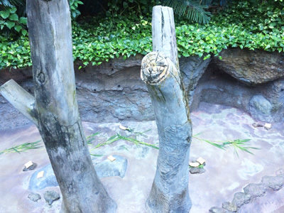 のいち動物公園 マレーグマ舎