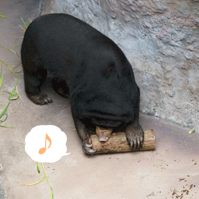 のいち動物公園 マレーグマ タオチイ