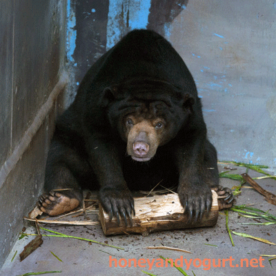 のいち動物公園 マレーグマ タオチイ
