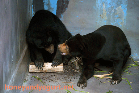 のいち動物公園 マレーグマ ワンピイ タオチイ