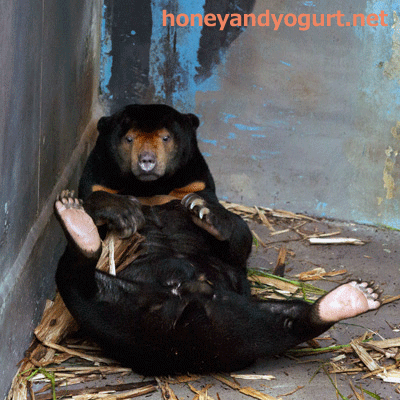のいち動物公園 マレーグマ ワンピイ