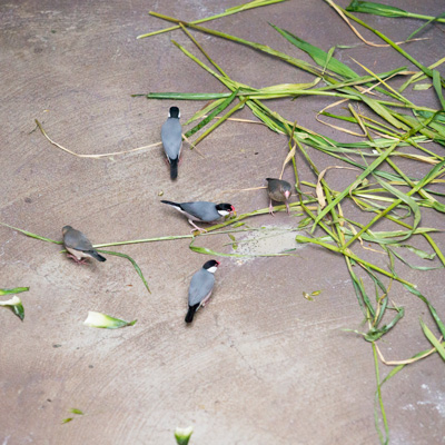 のいち動物公園 ジャングルミュージアム マレーグマ舎