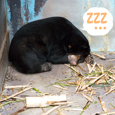 のいち動物公園 マレーグマ タオチイ