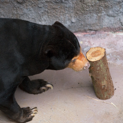 のいち動物公園 マレーグマ ワンピイ