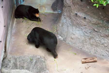 のいち動物公園 マレーグマ ワンピイ タオチイ