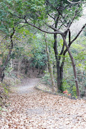 のいち冒険の森