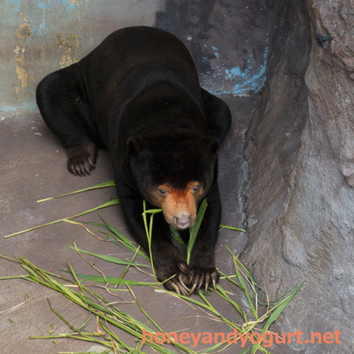 のいち動物公園 マレーグマ ワンピイ