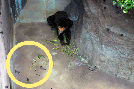 のいち動物公園 マレーグマ ワンピイ