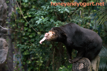 のいち動物公園　マレーグマ　タオチイ