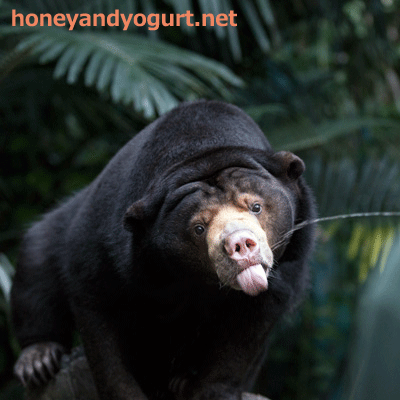 のいち動物公園　マレーグマ　タオチイ