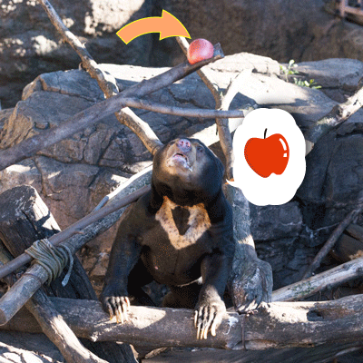 上野動物園　マレーグマ　アズマ