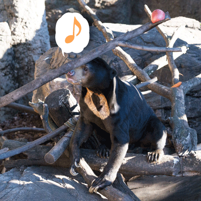 上野動物園　マレーグマ　アズマ