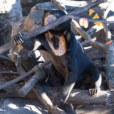 上野動物園　マレーグマ　アズマ