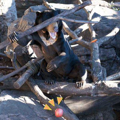 上野動物園　マレーグマ　アズマ