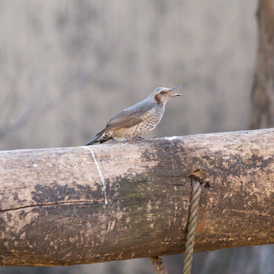 上野動物園　マレーグマ舎