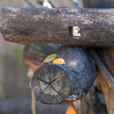 上野動物園　マレーグマ舎