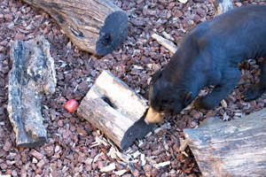 上野動物園　マレーグマ　アズマ