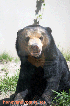 福岡市動物園　マレーグマ　マチ