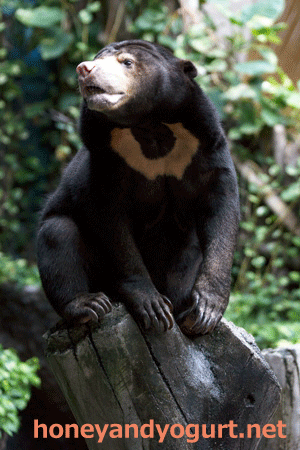 のいち動物公園　マレーグマ　タオチイ
