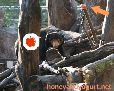 上野動物園 マレーグマ キョウコ