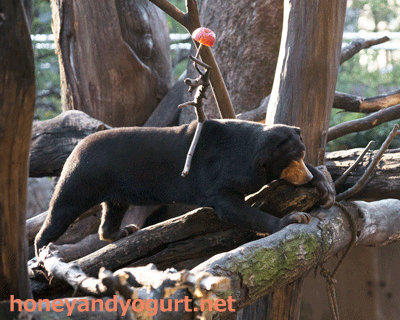 上野動物園 マレーグマ キョウコ