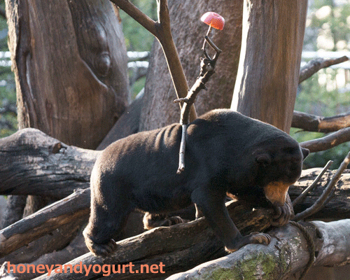 上野動物園 マレーグマ キョウコ