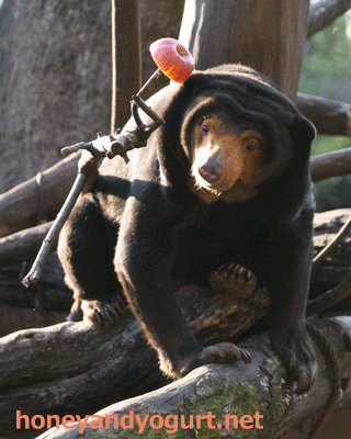 上野動物園 マレーグマ キョウコ