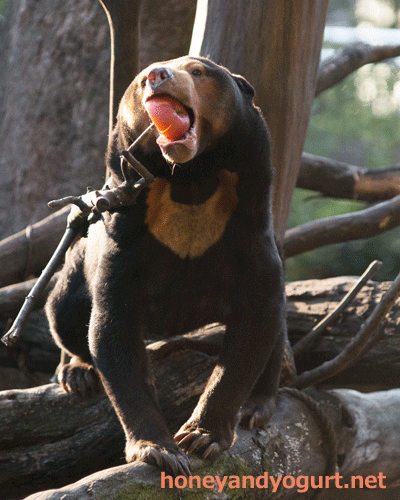 上野動物園 マレーグマ キョウコ