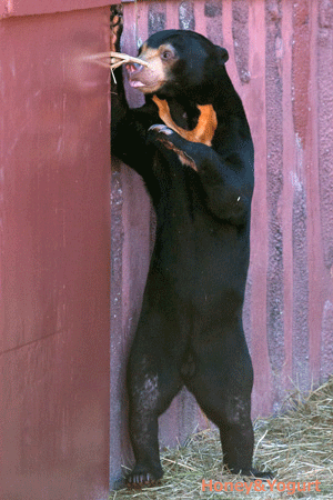 東山動植物園　マレーグマ　マーチン