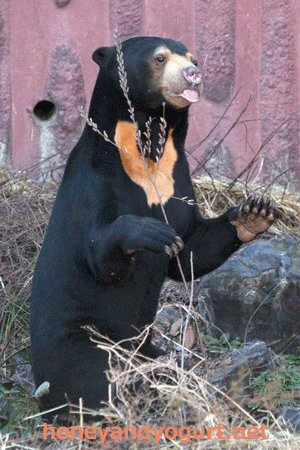 東山動植物園　マレーグマ　マーチン