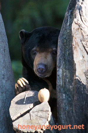 上野動物園 マレーグマ アズマ