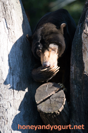 上野動物園 マレーグマ アズマ