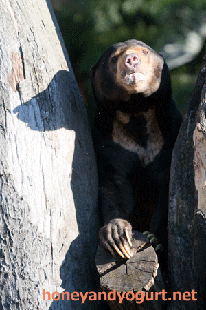 上野動物園 マレーグマ アズマ
