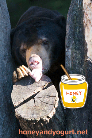 上野動物園 マレーグマ アズマ