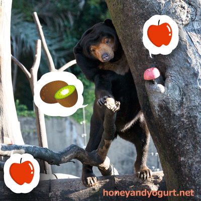 上野動物園 マレーグマ キョウコ