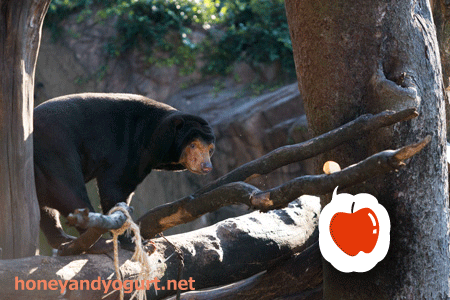 上野動物園 マレーグマ キョウコ