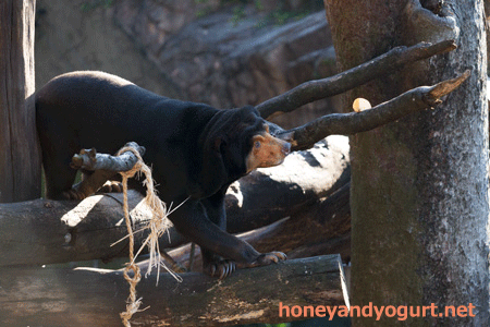上野動物園 マレーグマ キョウコ